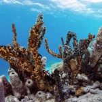 Underwater view at one of Bonaire's great honeymoon destinations.