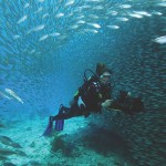 Scuba dive in Bonaire's Harbour Village.