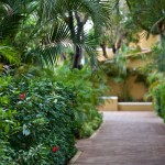 Forrest and walkway in Bonaire's Harbour Village