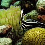 Underwater life at one of the great honeymoon destinations in Bonaire.